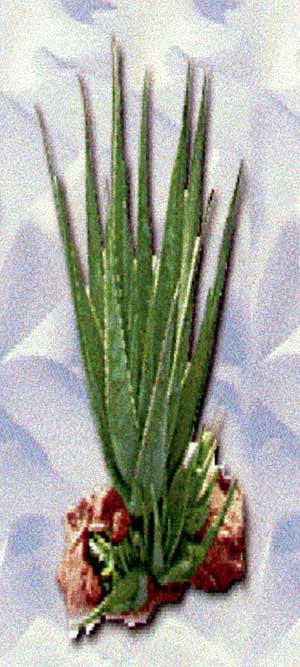 Aloe Vera Knigin der Wste oder Wundheilerin